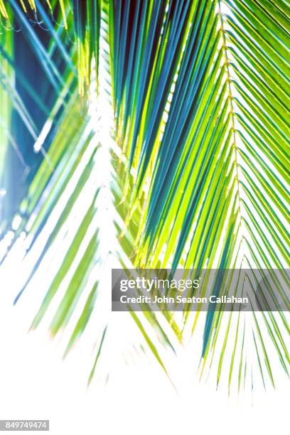 coconut frond on anjouan island - mutsamudu stock-fotos und bilder