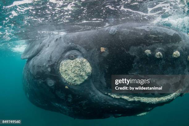 close up view of the head of a southern right whale as it rolls about on the surface, valdez peninsula, argentina. - southern right whale stockfoto's en -beelden