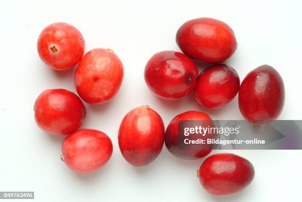 Vaccinium Macrocarpon. Also Called Large Cranberry. American Cranberry and Bearberry. Is A Species Of Cranberry.