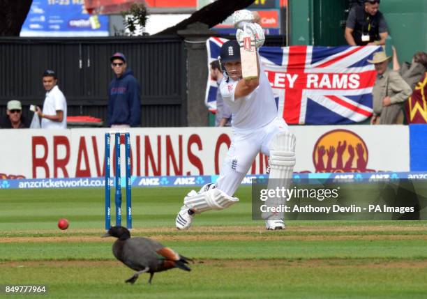 England's Nick Compton hits a shot past a duck on the outfield during day one of the Second Test match at Hawkins Basin Reserve, Wellington, New...