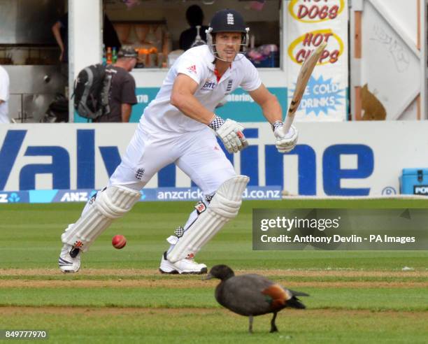 England's Nick Compton hits a shot past a duck on the outfield during day one of the Second Test match at Hawkins Basin Reserve, Wellington, New...