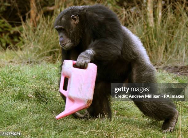 Pink Ripped Chimp 117 Drummond Island Stock Photos, High-Res Pictures, and Images - Getty ...
