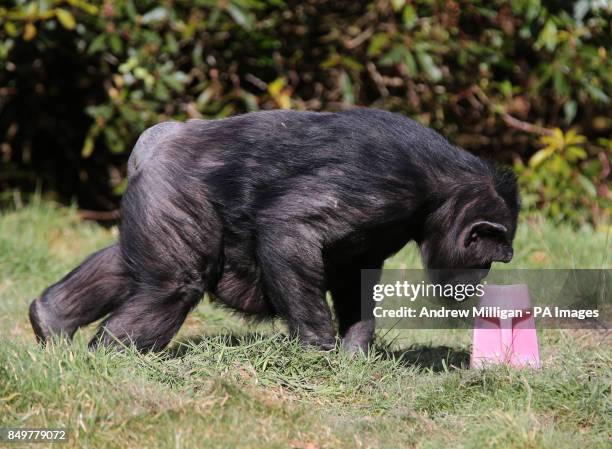Pink Ripped Chimp 117 Drummond Island Stock Photos, High-Res Pictures, and Images - Getty ...