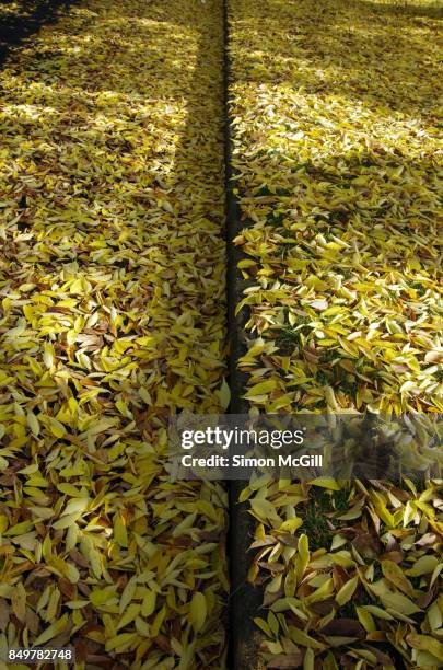 elm tree leaves on the kerb and in the gutter of a road during autumn in reid, canberra, australian capital territory, australia - kerb stock-fotos und bilder