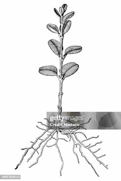 stockillustraties, clipart, cartoons en iconen met buxus sempervirens (gemeenschappelijk vak, europese box, buxus) - buxus