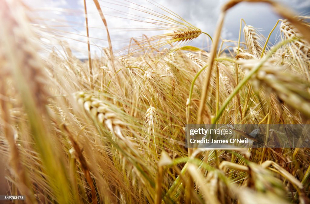 Close-up of wheat