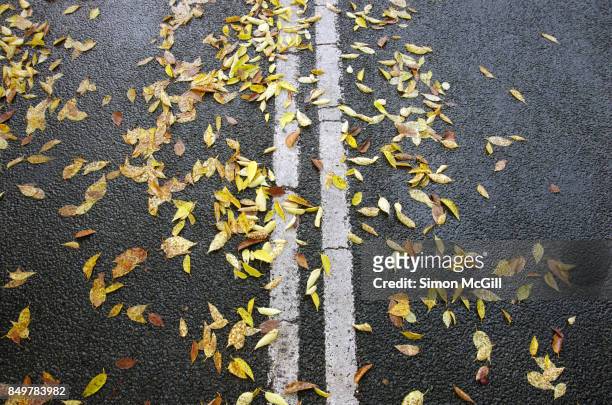 elm tree leaves on a suburban road during autumn in canberra, australian capital territory, australia - elm street stock pictures, royalty-free photos & images