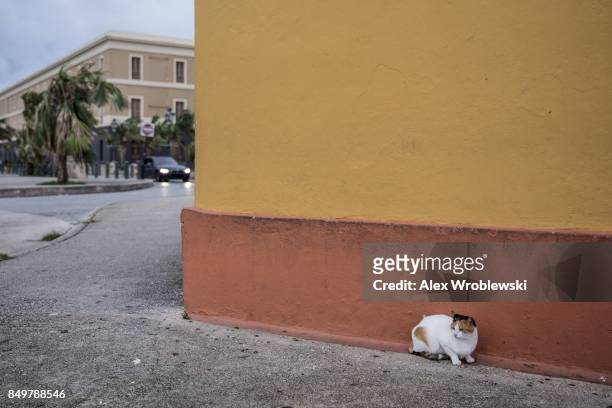 Cat braves the wind in Old San Juan as residents prepare for a direct hit from Hurricane Maria on September 19, 2017 in San Juan, Puerto Rico. Puerto...