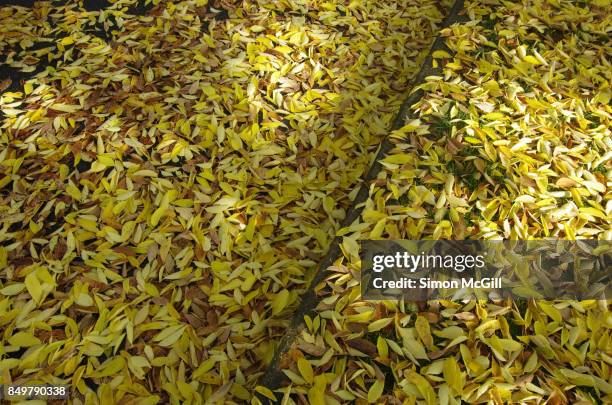 elm tree leaves on the kerb and in the gutter of a road during autumn in reid, canberra, australian capital territory, australia - kerb fotografías e imágenes de stock