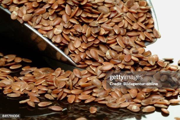 Cod Linseed Linseed Plant Photos and Premium High Res Pictures - Getty Images