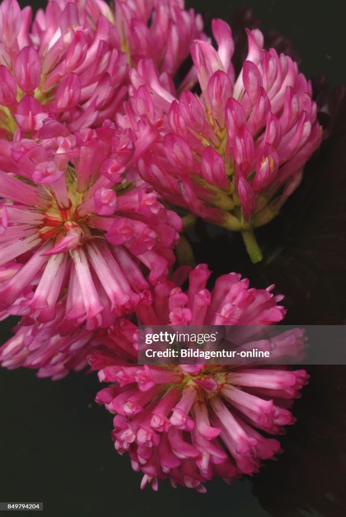 Trifolium Pratense. The Red Clover. Medicinal Plant