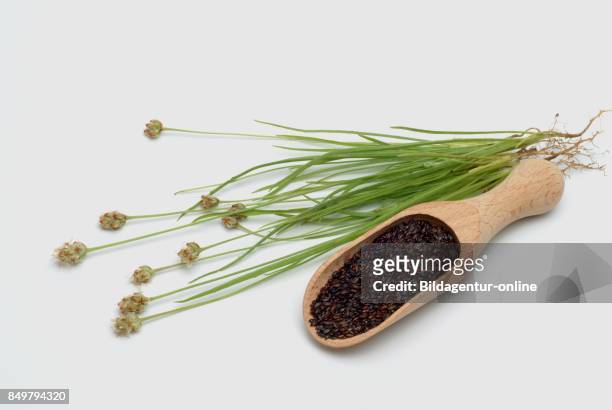 Plantago Ovata. Blond Plantain. Desert Indianwheat.blond Psyllium. Ispaghul. Medicinal Plant.
