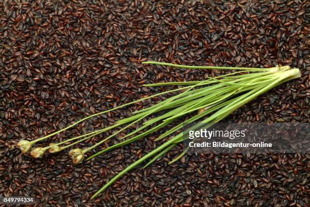 Plantago Ovata. Blond Plantain. Desert Indianwheat.blond Psyllium. Ispaghul. Medicinal Plant.