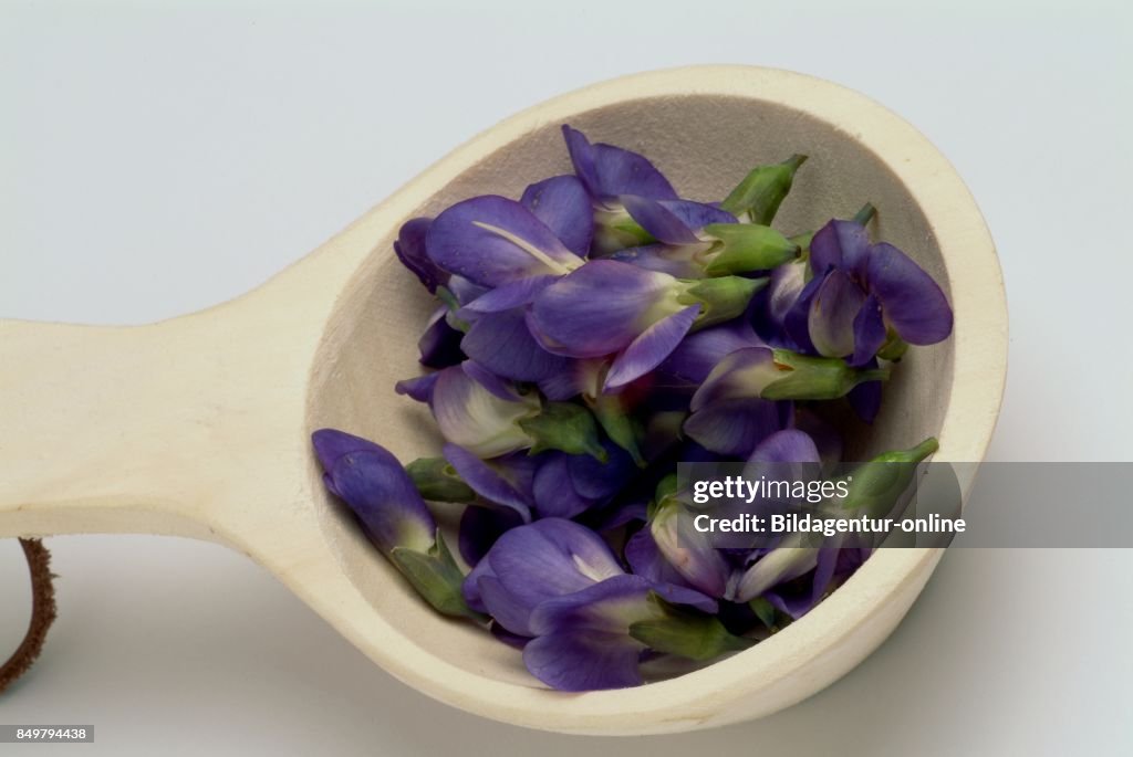 Baptisia Australis. Commonly Known As Blue Wild Indigo Or Blue False Indigo. Medicinal Plant