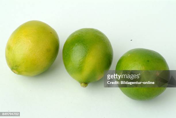 Limequat. Limequat is a Citrofortunella Hybrid That is The Result of a Cross Between The Key Lime and The Kumquat. Food. Edible Fruit.