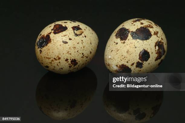 Edible Quail Eggs. Food.