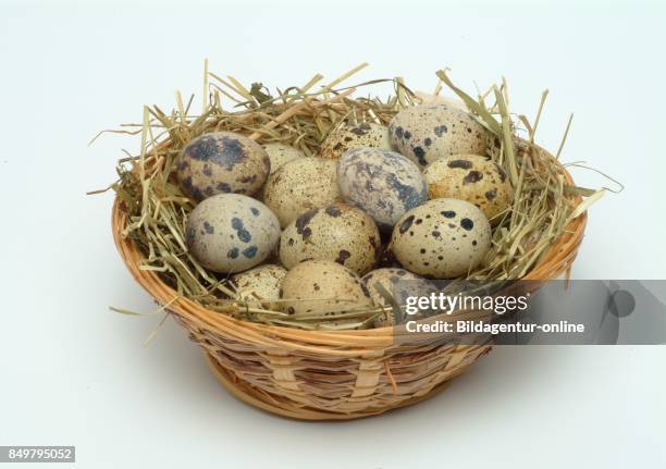 Edible Quail Eggs. Food.