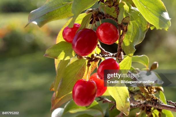 Fruit of Cornus Mas. Cornelian Cherry. European Cornel Or Cornelian Cherry Dogwood.