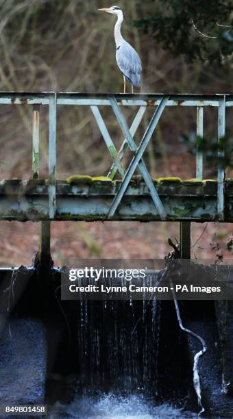 Heron stands on a bridge near Teggs Nose reservoir, Langley, Cheshire.