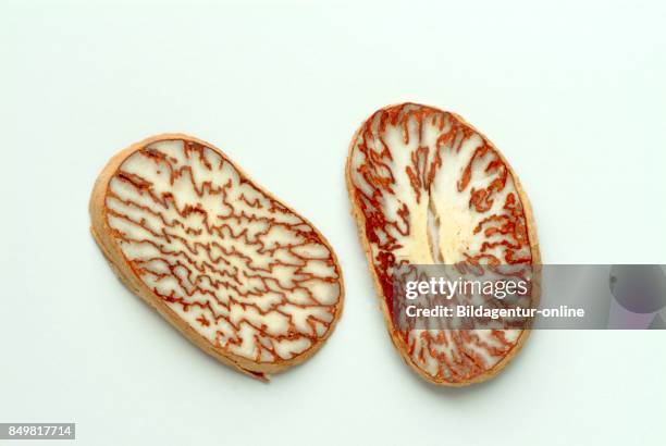 Medicinal Plant. Sliced Seed Of Areca Catechu. Areca Nut. Areca Palm. Areca Nut Palm. Betel Palm. Indian Nut. Pinang Palm.