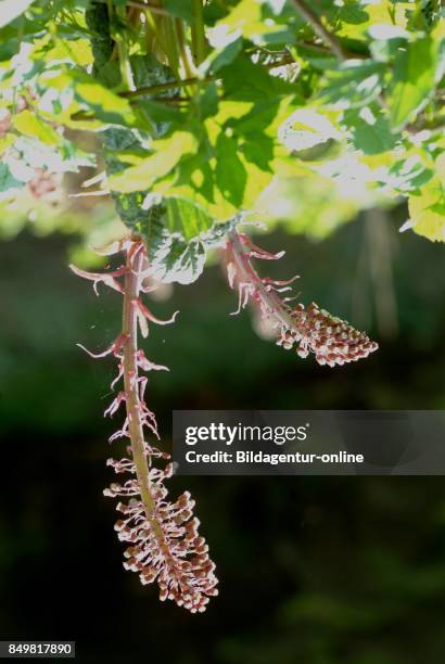 Medicinal Plant. Butterbur. Umbrella Plant. Petasites Hybridus.