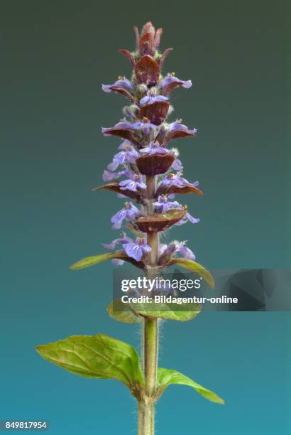 Bugleweed Tea Bugleweed Photos and Premium High Res Pictures - Getty Images