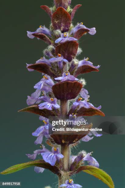 Bugleweed Tea Bugleweed Photos and Premium High Res Pictures - Getty Images