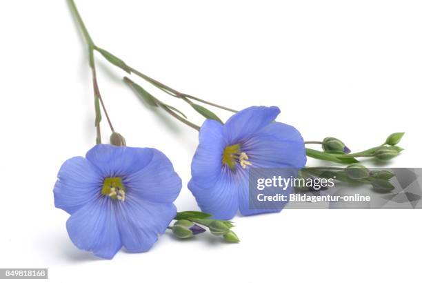 493点の亜麻仁 花のストックフォト Getty Images 493点の亜麻仁 花のストックフォト Getty Images