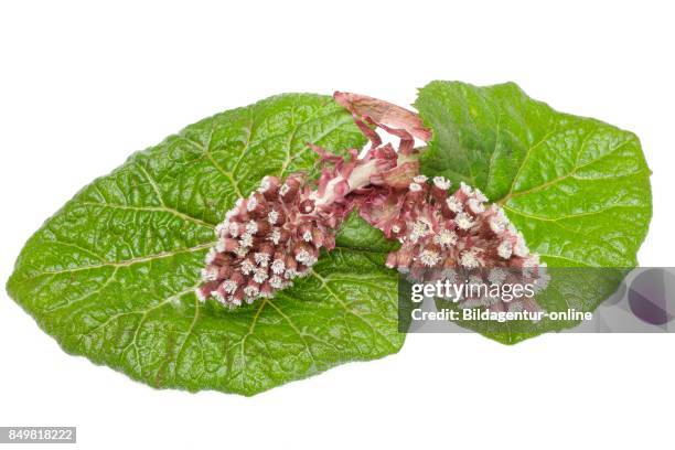 Medicinal Plant Butterbur. Petasites Hybridus .