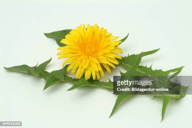 Medicinal Plant. Taraxacum Officinale. Leontodon Officinale. The Common Dandelion.