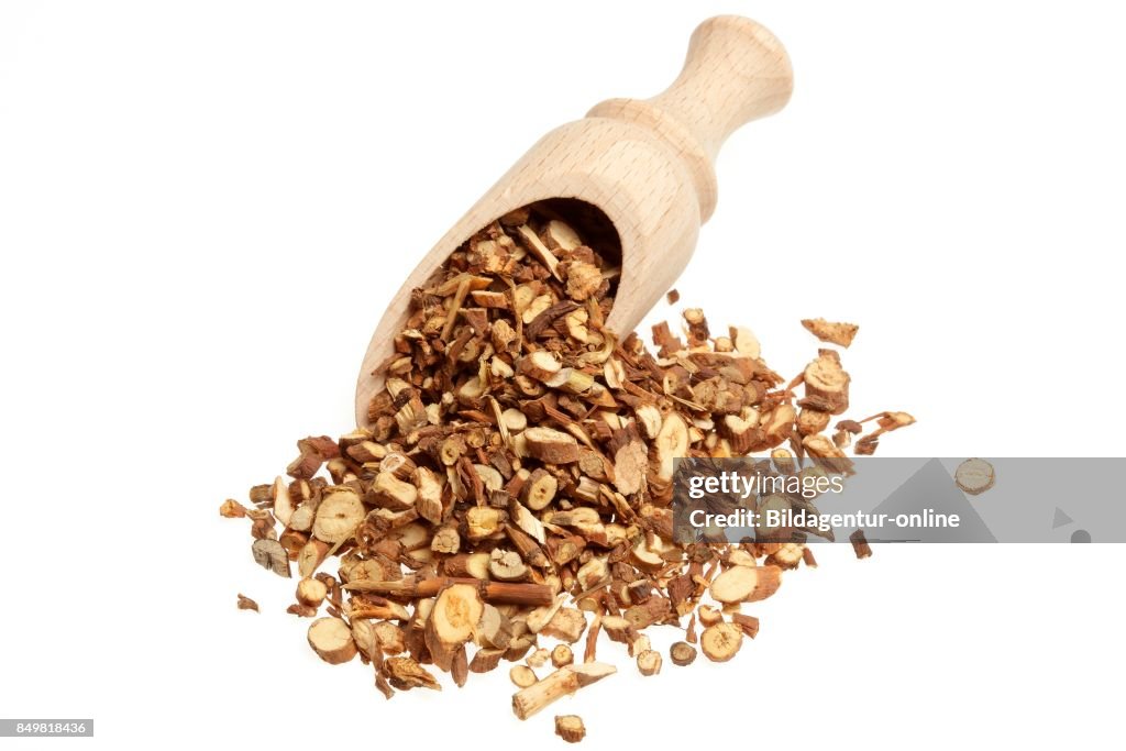 Wax Roots Dried Roots Of The Medicinal Plant Thorow-wax. Hare's Ear. Bupleurum ...