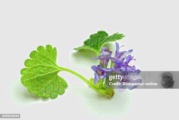 Medicinal Plant Ground-ivy. Glechoma Hederacea. Glechoma Hederacea. It Is Known As Ground-ivy. Gill-over-the-ground. Creeping Charlie. Alehoof....