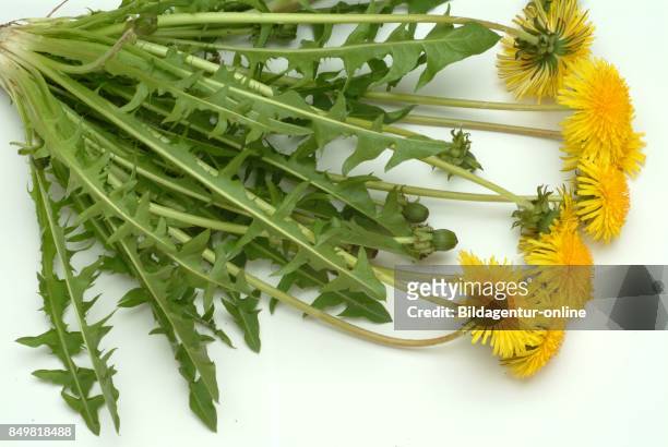 Medicinal Plant. Taraxacum Officinale. Leontodon Officinale. The Common Dandelion.