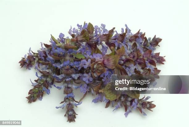 Bugleweed Tea Bugleweed Photos and Premium High Res Pictures - Getty Images