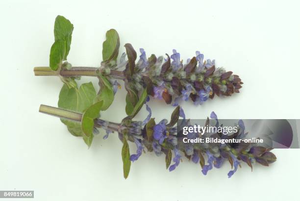 Bugleweed Tea Bugleweed Photos and Premium High Res Pictures - Getty Images