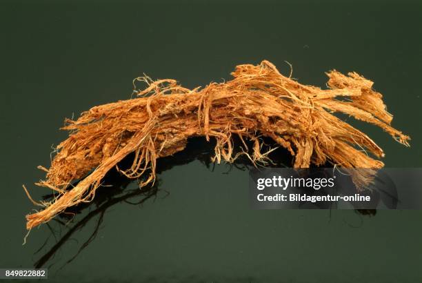 Medicinal Plant Incha. Cycas Cireinnalis. Dried Bark Of The Incha Tree.