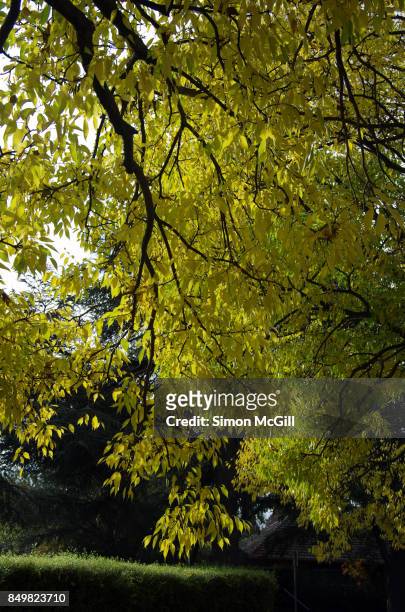 elm tree during autumn in reid, canberra, australian capital territory, australia - elm street stock pictures, royalty-free photos & images