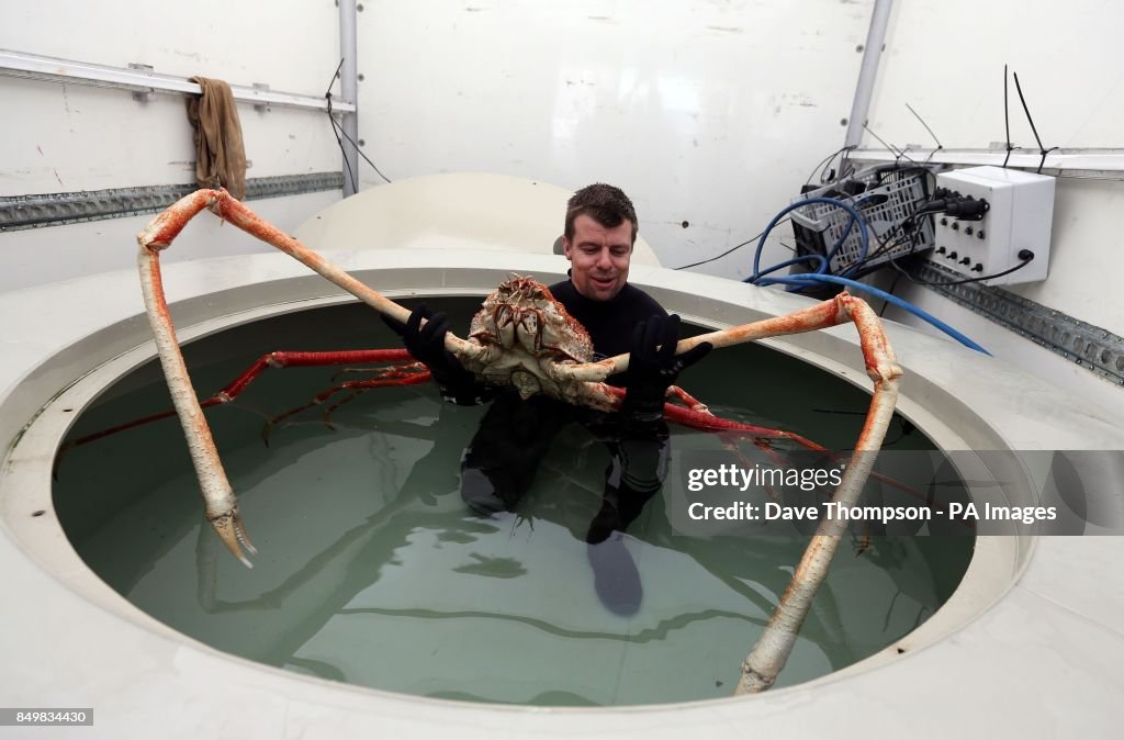 Europe's biggest crab