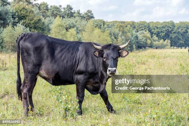 bull in the nature - bulle-männliches-tier stock-fotos und bilder