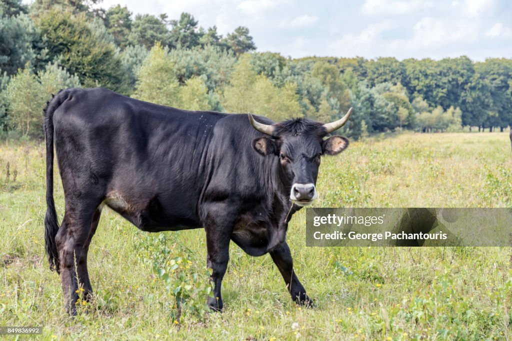 Bull in the nature