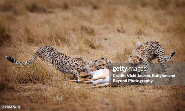 cheetah family with impala kill - cheetah cub stock pictures, royalty-free photos & images
