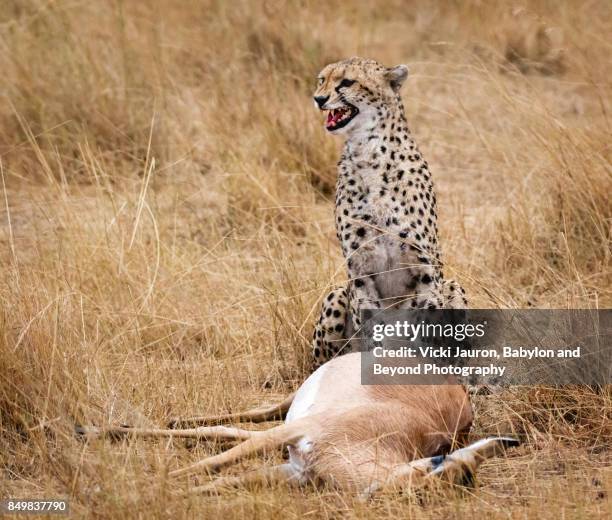 cheetah calls for her sons to join her - impala stock-fotos und bilder