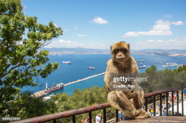 barbary macaque, living free on the rock of gibraltar (gibraltar/ uk) - gibraltar stock pictures, royalty-free photos & images