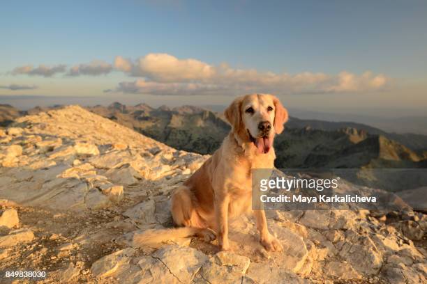 golden retriever dog sitting on top of a mountain looking at camera - wonderlust stock-fotos und bilder