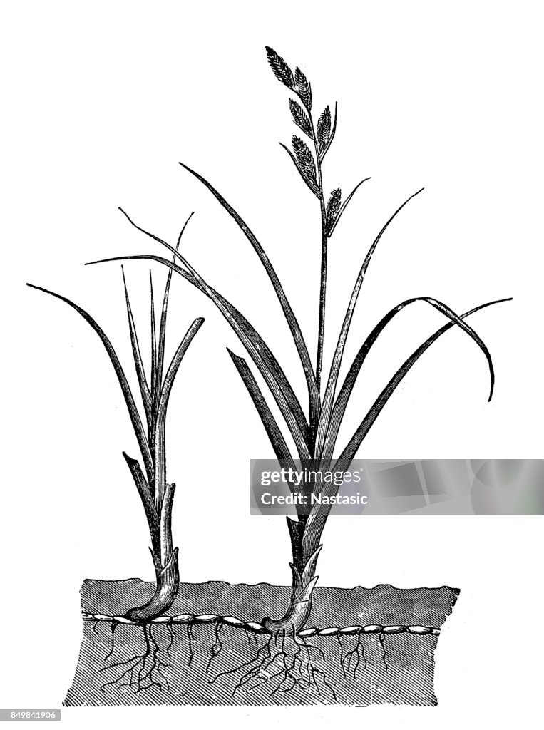 Cock's-foot (Dactylis glomerata)