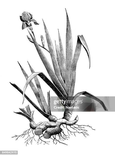 iris germanica with root - bearded iris stock illustrations