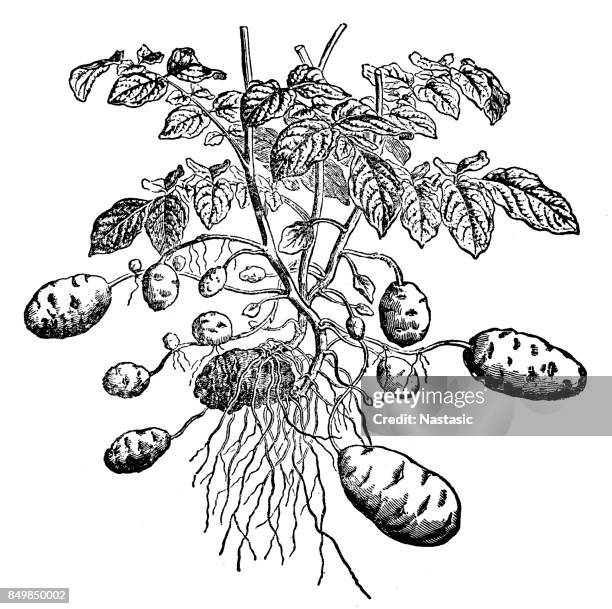 stockillustraties, clipart, cartoons en iconen met plant van de aardappel (solanum tuberosum) - potato white background