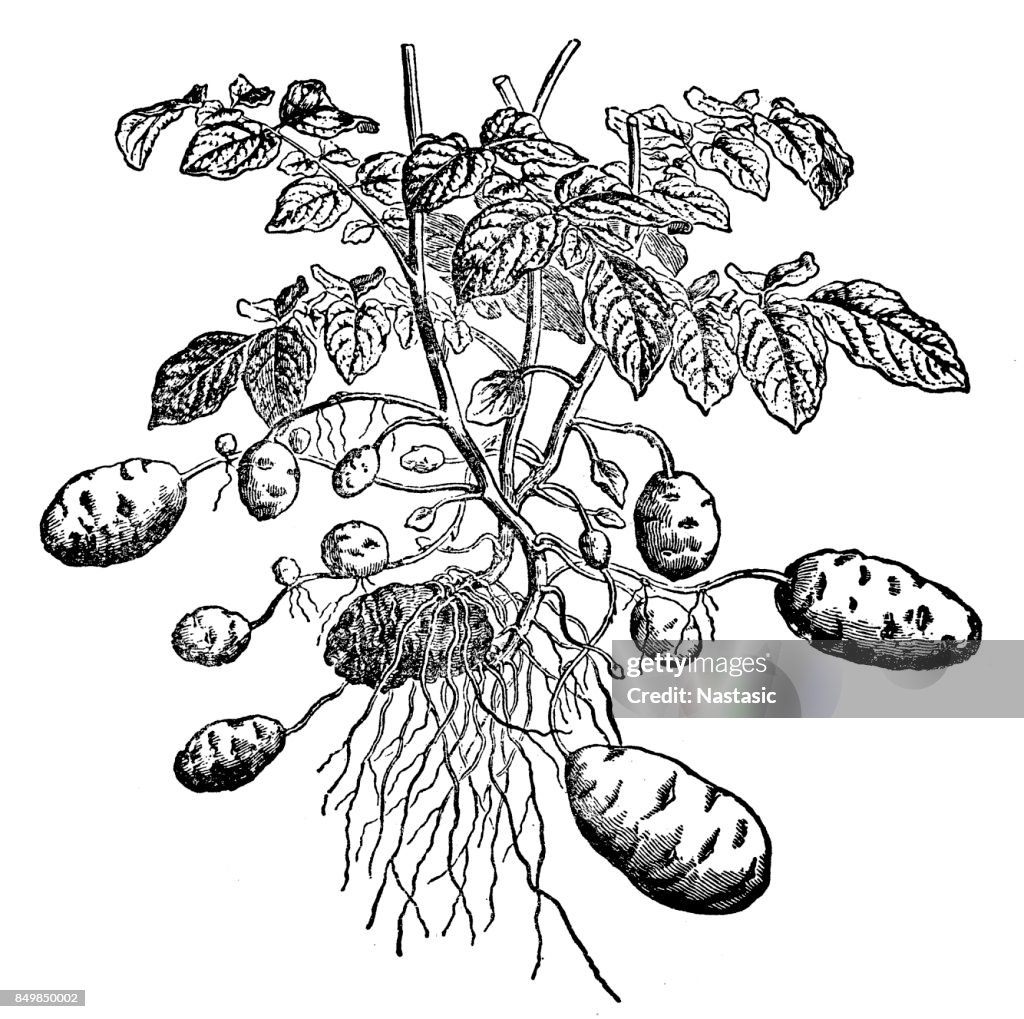 Potato plant ( Solanum tuberosum)