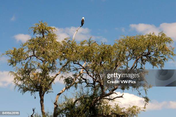 From Victoria Falls is possible to visit the nearby Botswana. Specifically Chobe National Park. African Fish Eagle in Chobe National Park in Botswana.