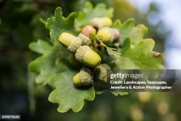 acorns ripening on an oak tree - acorns stock pictures, royalty-free photos & images